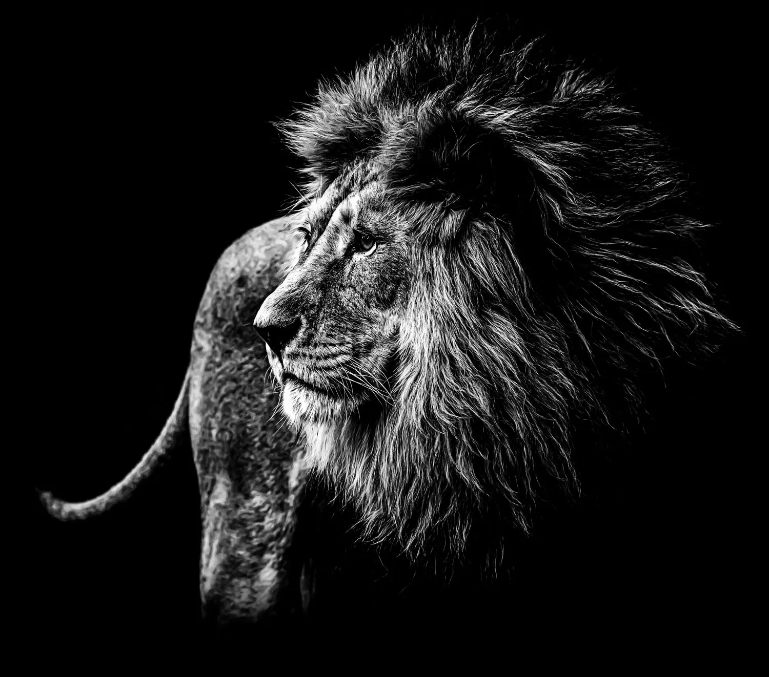 León